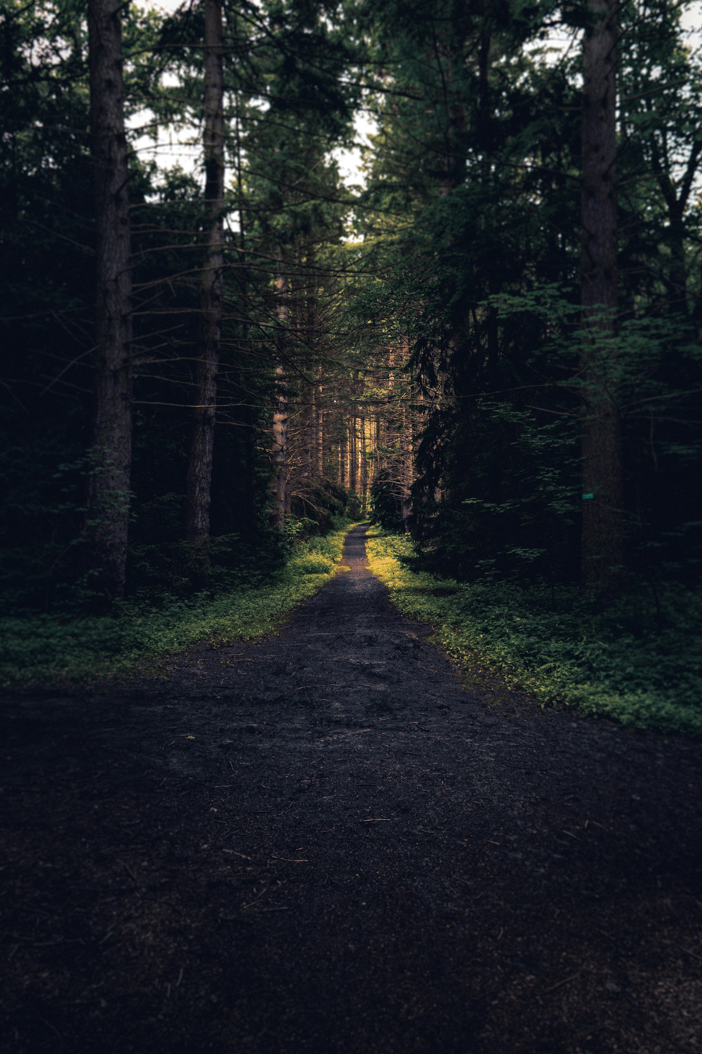A forest path moving from deep shadow toward warm light